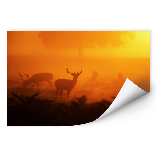 Wallprint Hirsche im Sonnenuntergang