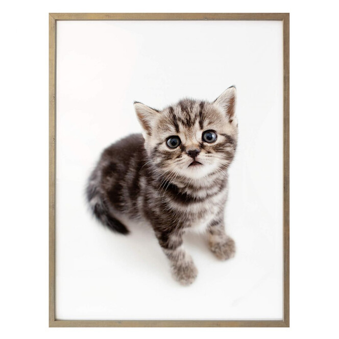 Poster Kätzchen erwartungsvoll