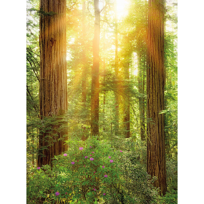 Fototapete Redwood