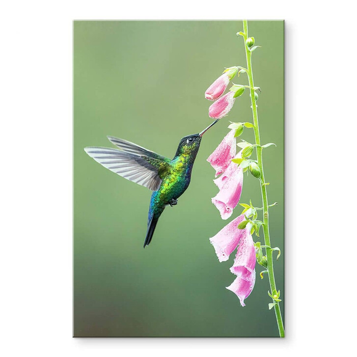 Acrylglasbild van Duijn - Kolibri im rosa Blütenzauber - WA351611
