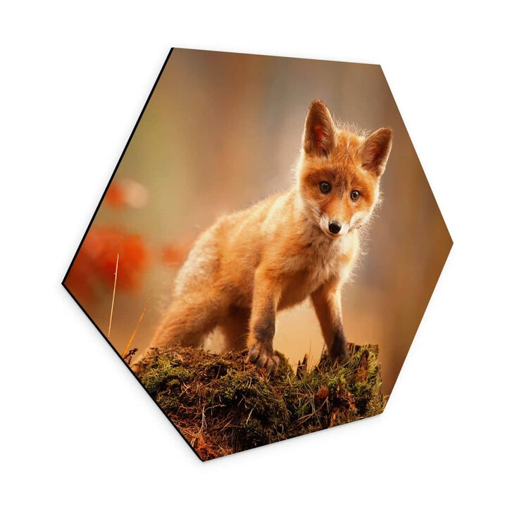 Hexagon - Alu-Dibond Adamec - Junger Fuchs im Wald - WA353070