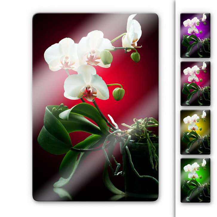 Glasbild Blütenpracht einer Orchidee - WA121267