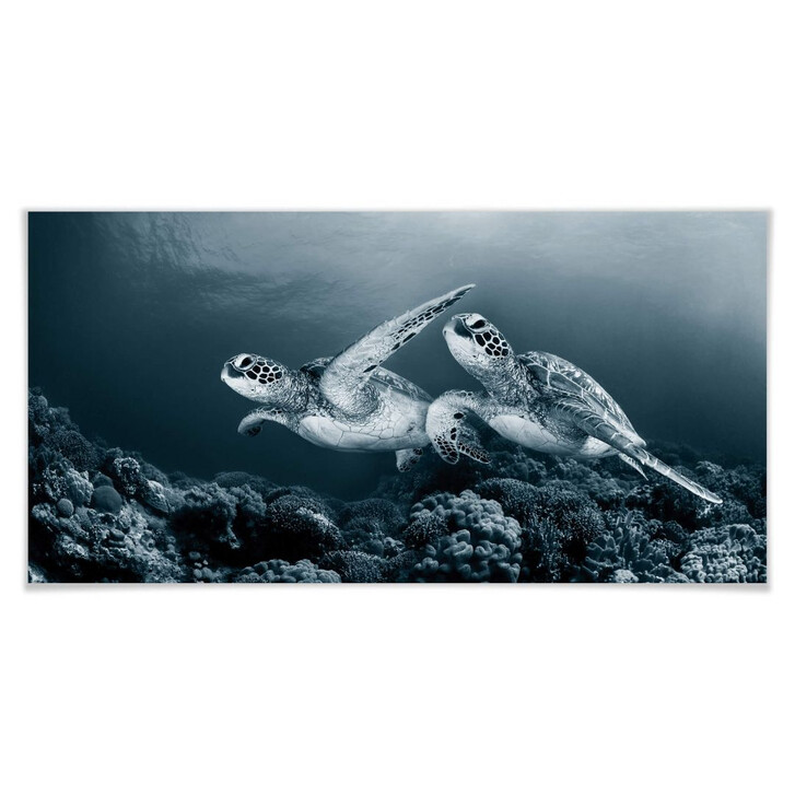 Poster Narchuk - Zwei Schildkröten auf Reisen - WA248474