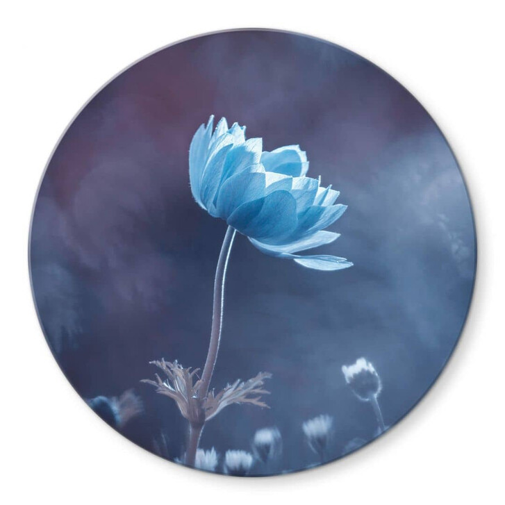 Glasbild Bravin - Die blaue Blume - Rund - WA320439