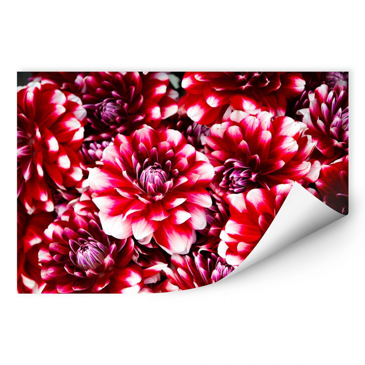 Wallprint Rote Blütenpracht - WA188473