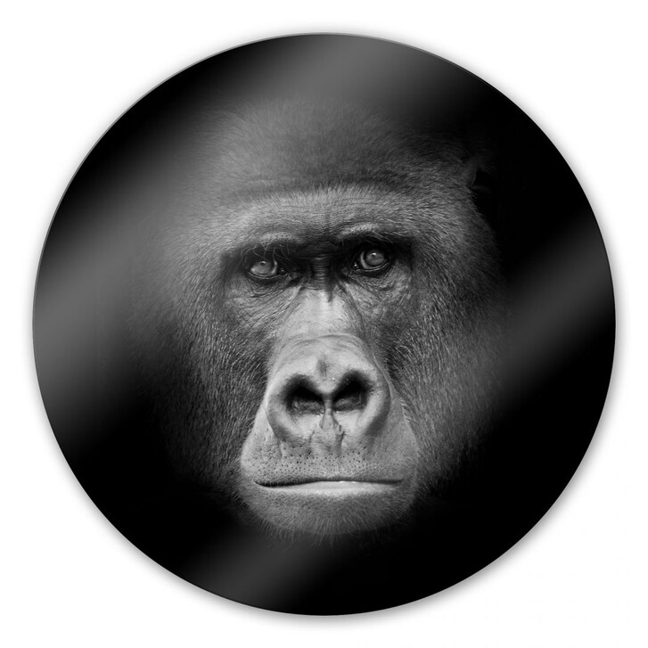 Glasbild Gorilla - rund - WA123400