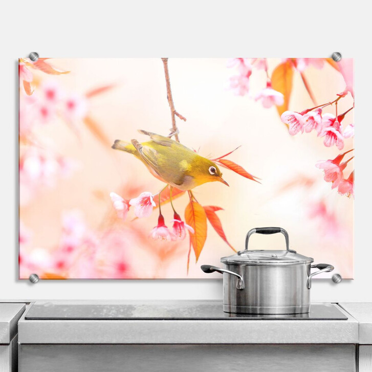 Spritzschutz Vogelgezwitscher in der Kirschblüte - WA135031