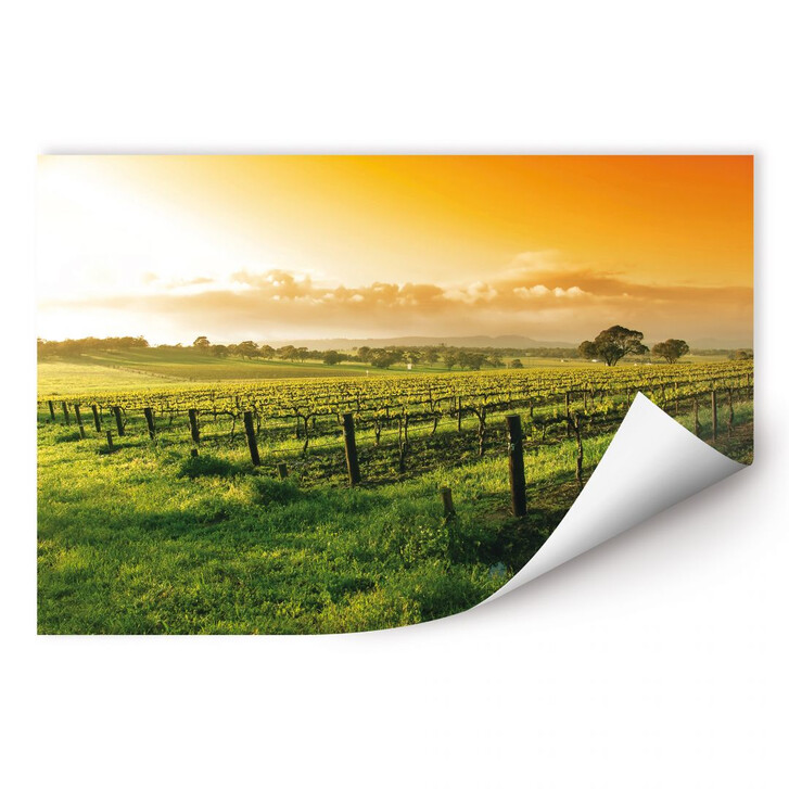 Wallprint Wein im Sonnenuntergang - WA190379