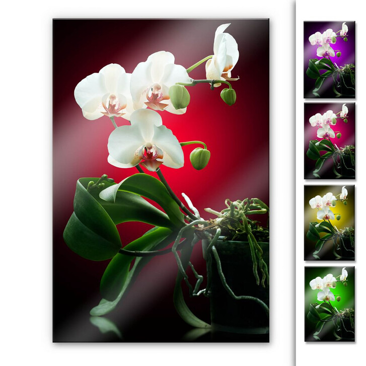 Acrylglasbild Blütenpracht einer Orchidee - WA107494