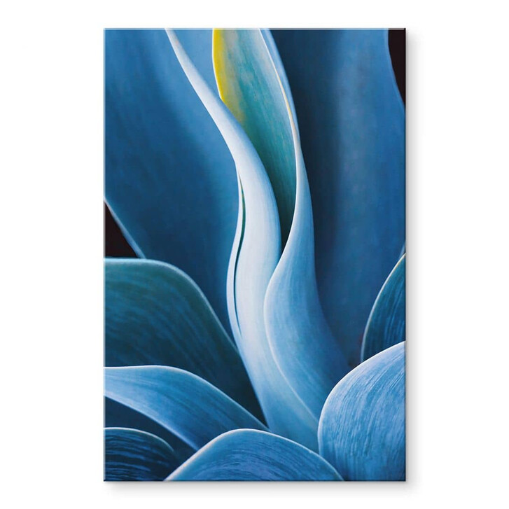 Acrylglasbild Wechsler - Pflanzen Stillleben Agave - WA351556