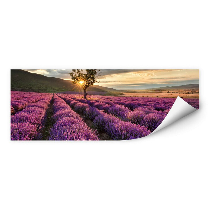Wallprint Lavendelblüte in der Provence - Panorama 01 - WA185639