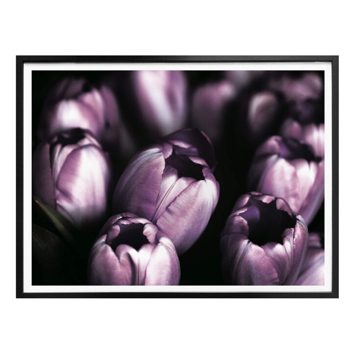 Poster Tulips - WA239965