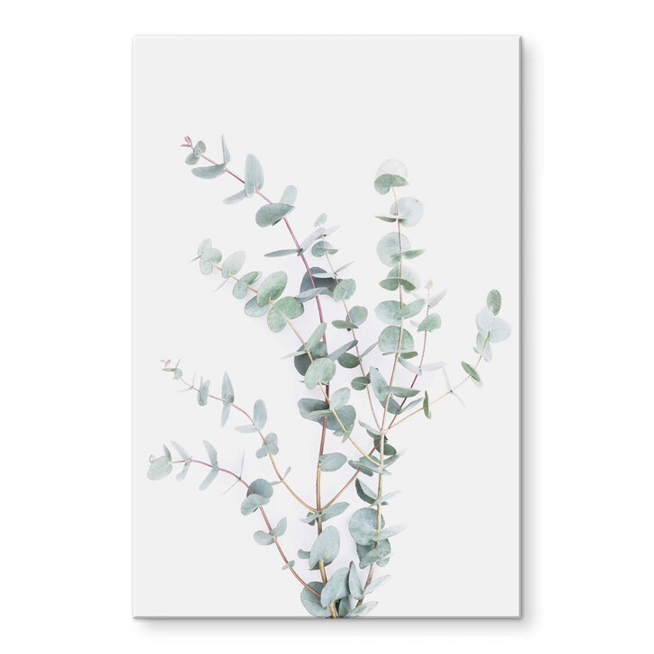 Acrylglasbild Sisi & Seb - Eukalyptuszweig - WA294478