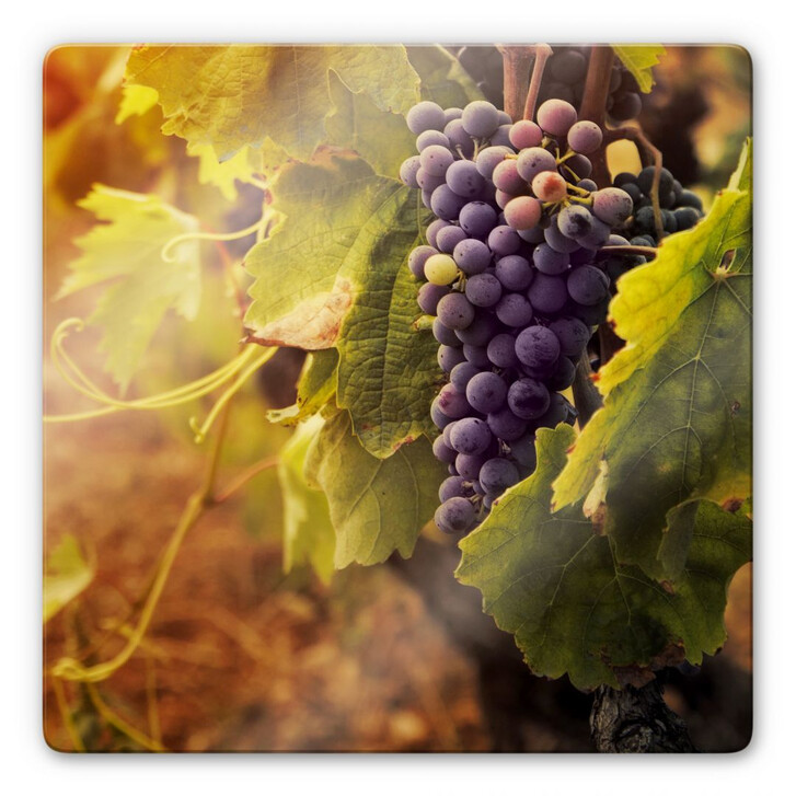 Glasbild Toskanische Weinrebe - WA128524