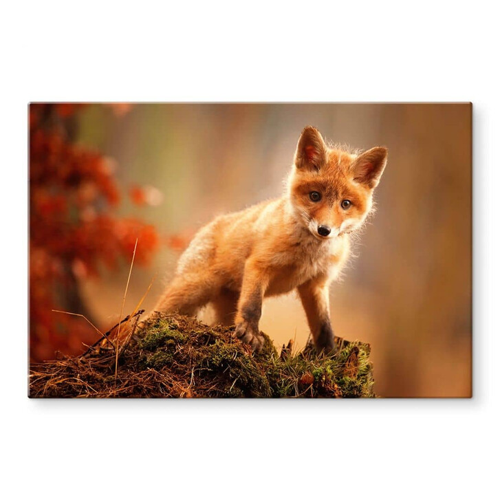 Glasbild Adamec - Junger Fuchs im Wald - WA352763