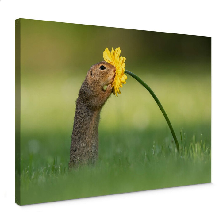 Leinwandbild van Duijn - Erdhörnchen schnuppert an Blume - WA292089