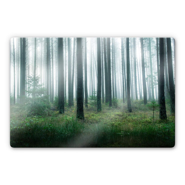Glasbild Lindsten - Im Wald - WA272053