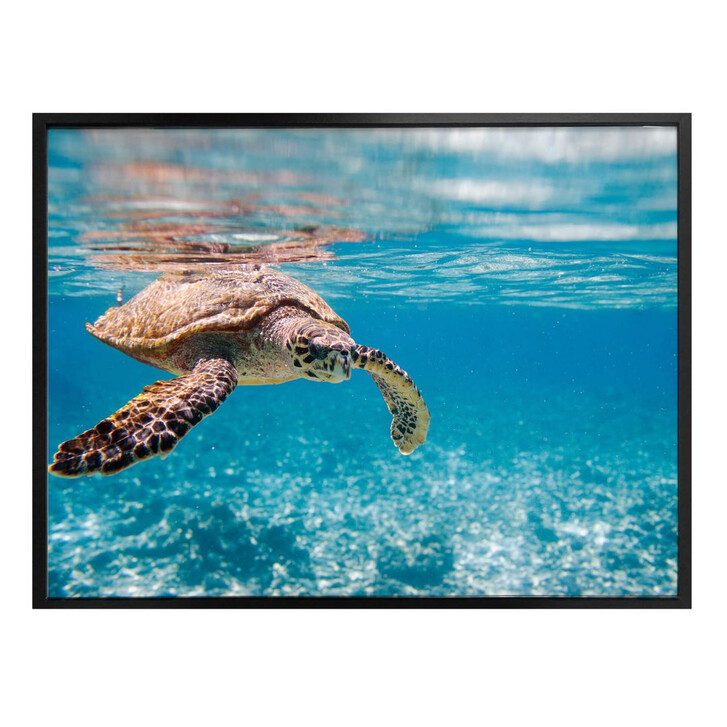 Poster Schildkröte auf Reisen - WA248944
