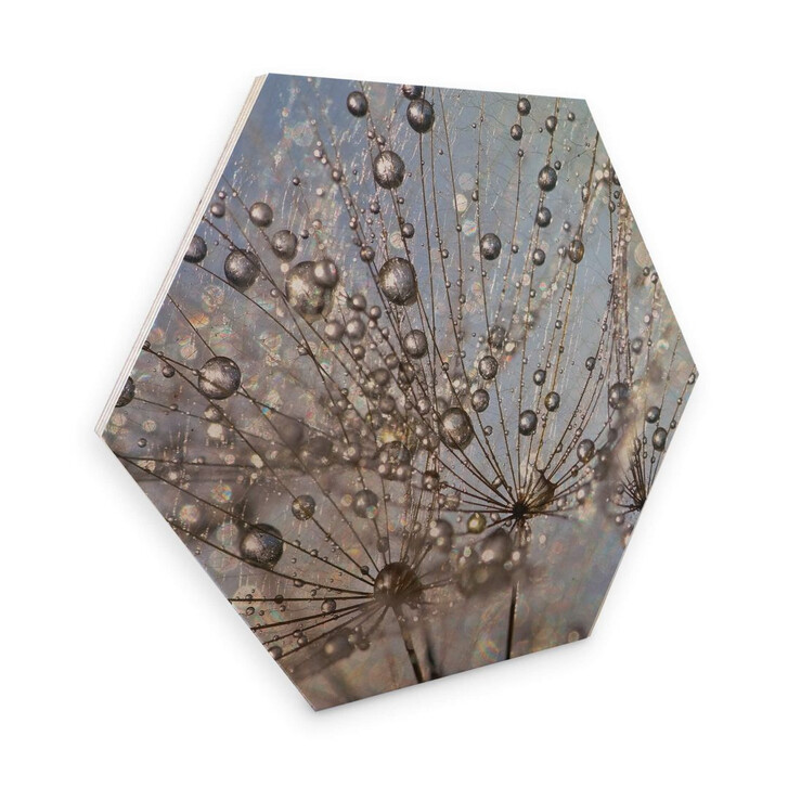 Hexagon - Holz Birke-Furnier Delgado - Wassertropfen in der Pusteblume - WA273768