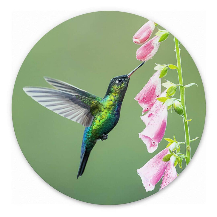 Wandbild van Duijn - Kolibri im rosa Blütenzauber - Alu-Dibond Rund - WA357843
