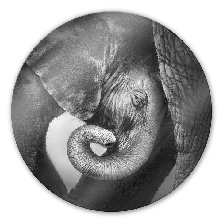 Glasbild Das Elefantenbaby - rund - WA122104
