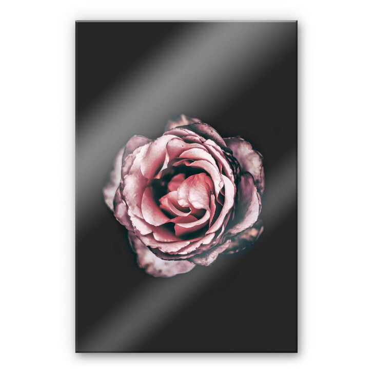 Acrylglasbild Pink Flower Dream 02 - WA230516
