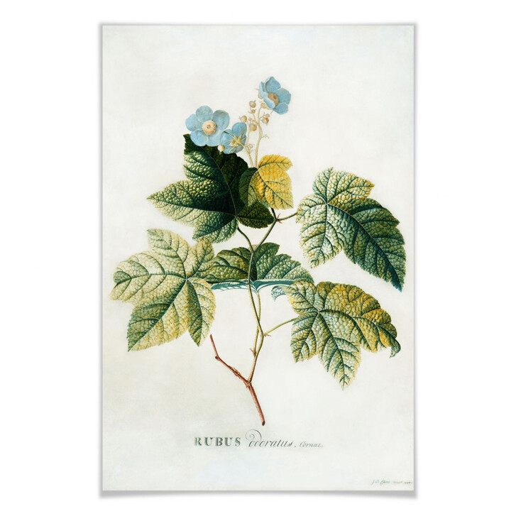 Poster Ehret - Rubus - WA159951