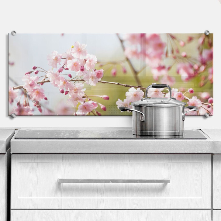 Spritzschutz Cherry Blossoms - Panorama - WA178019