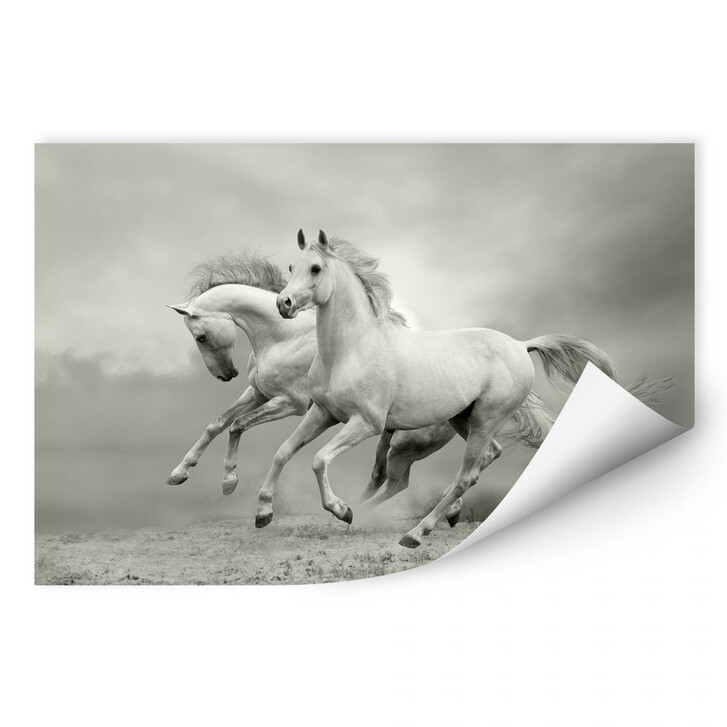 Wallprint Pferde im Galopp - WA188232
