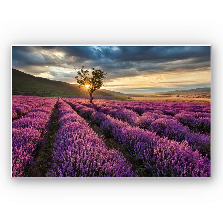 Hartschaumbild Lavendelblüte in der Provence - WA130298