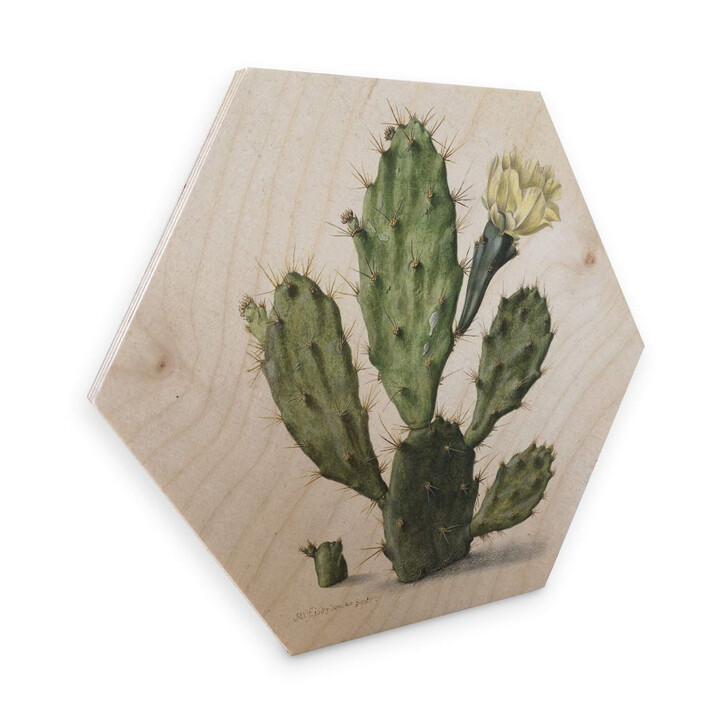 Hexagon - Holz Birke-Furnier Saftleven - Kaktus - WA285192