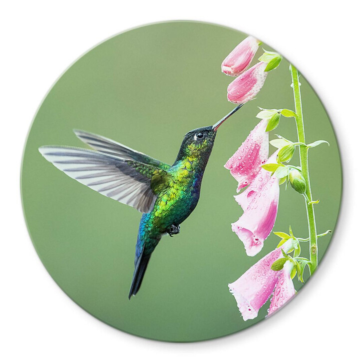 Glasbild van Duijn - Kolibri im rosa Blütenzauber - Rund - WA353043