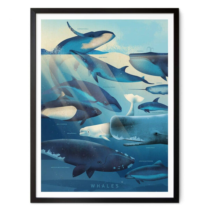 Poster Braun - Whales - WA337058