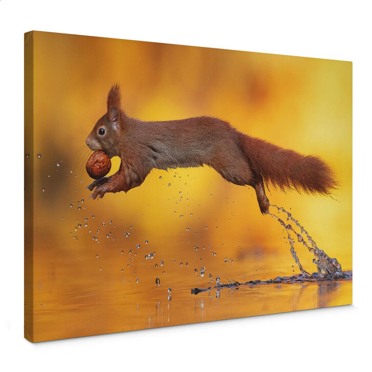 Leinwandbild van Duijn - Eichhörnchen im Sprung - WA287023
