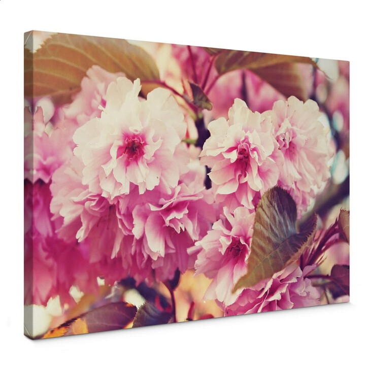 Leinwandbild Vintage Kirschblüten - WA146498