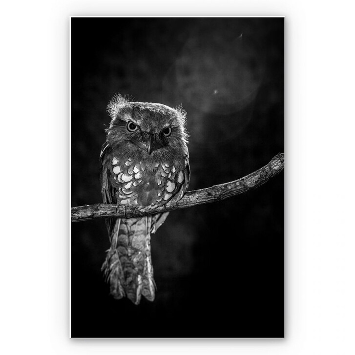 Wandbild Wilianto - Staring Owl - WA196176