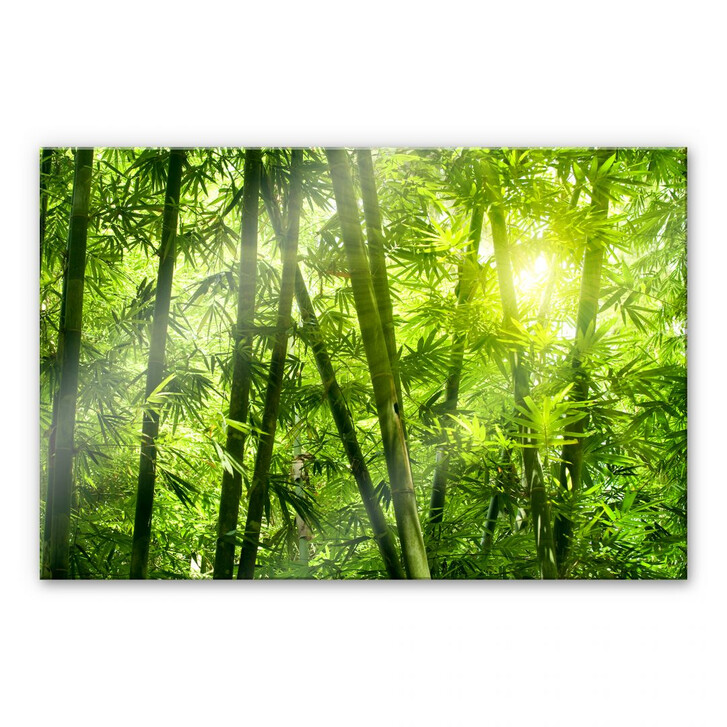 Acrylglasbild Sonnenschein im Bambuswald - WA111049
