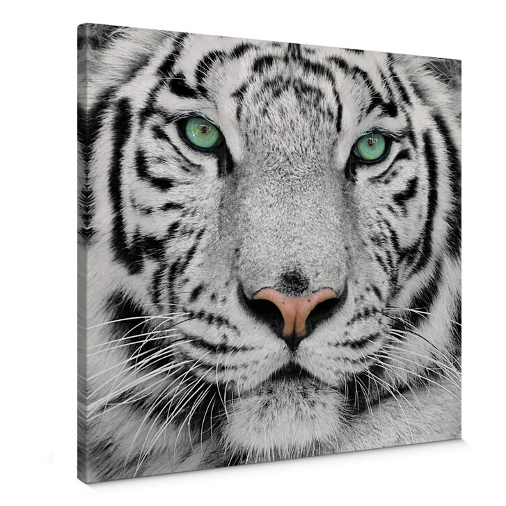 Leinwandbild Gorgeous Sumatran Tiger - WA139545