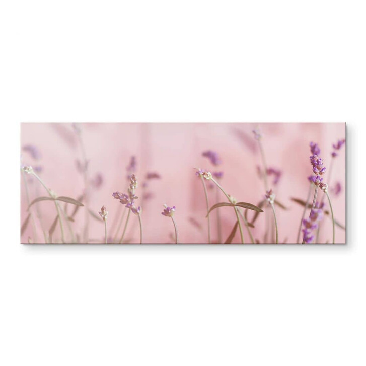 Acrylglasbild Zarter Lavendel - Panorama - WA351589