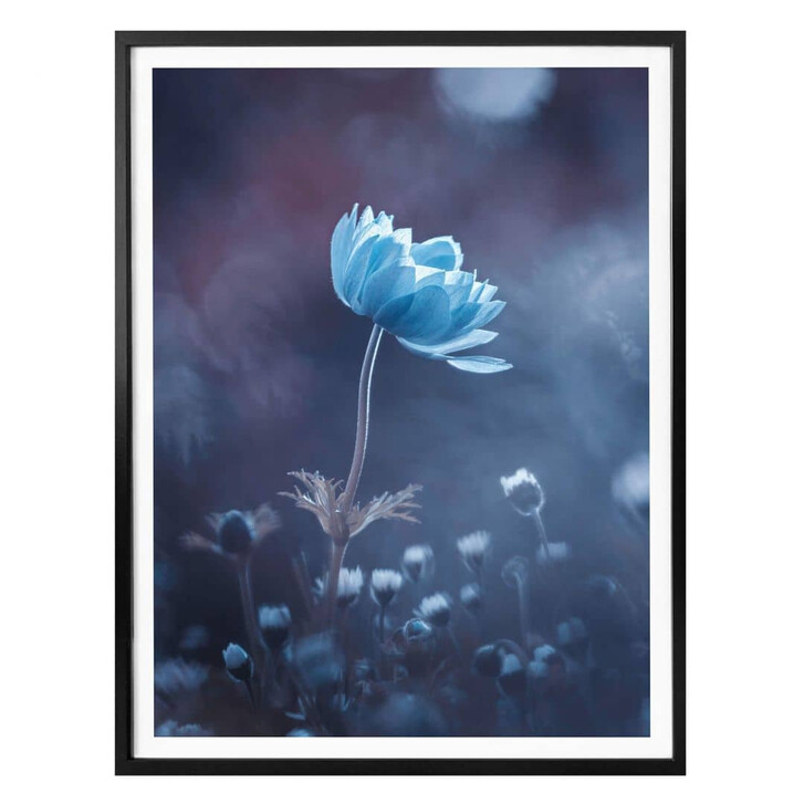 Poster Bravin - Die blaue Blume - WA322661