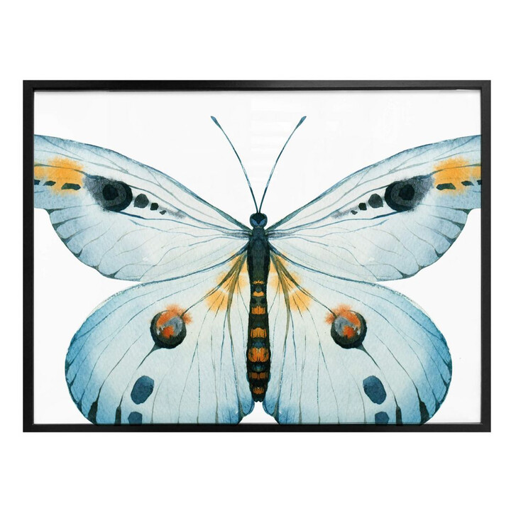 Poster Kvilis - Schmetterling 03 - WA162487