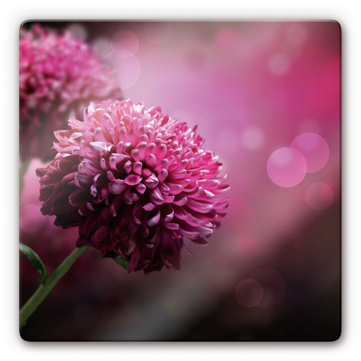 Glasbild Pink Dahlia - WA126758