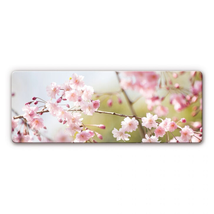 Glasbild Cherry Blossoms Panorama - WA121823