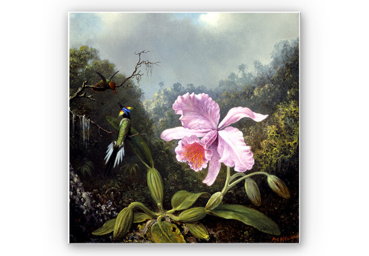 Wandbild Heade - Stillleben mit Orchidee und Kolibris - WA260017