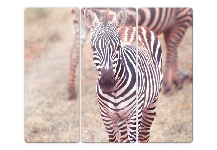 Glasbild Zebra Fohlen (3-teilig) - WA129165