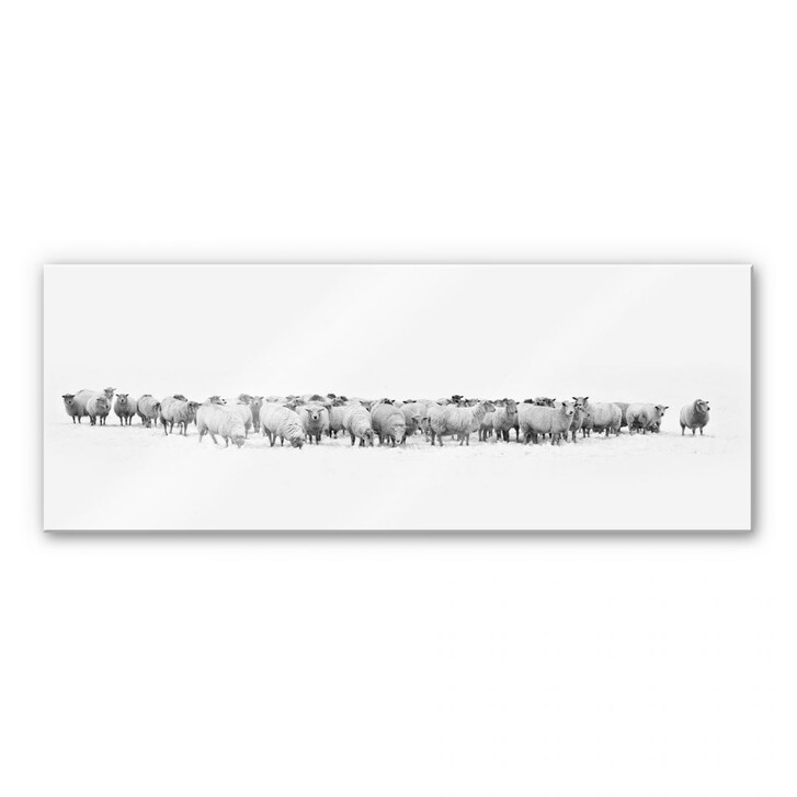 Acrylglasbild Schafherde - Panorama - WA110748