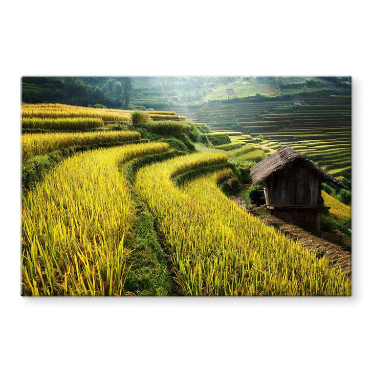 Glasbild Intarob - Reisfelder in Vietnam - WA352838