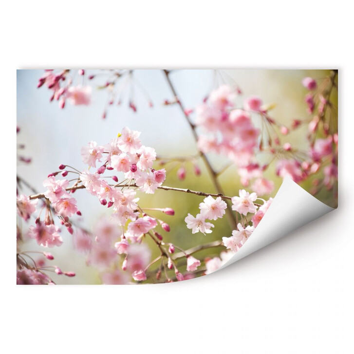 Wallprint Cherry Blossoms - WA182647