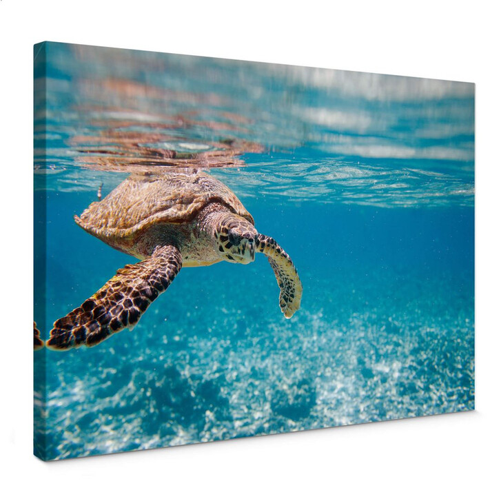 Leinwandbild Schildkröte auf Reisen - WA144599
