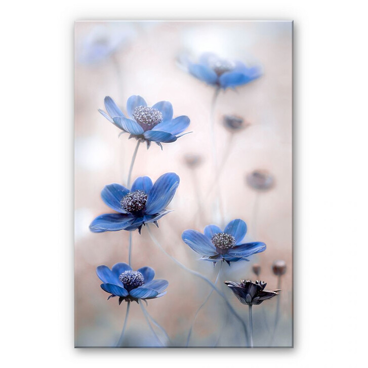Acrylglasbild Disher - Blue Cosmos - WA108095